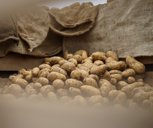 KI generiert: Ein Haufen Kartoffeln auf einem Jutesack liegend.