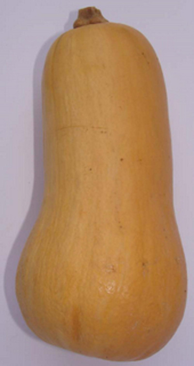 Produktfoto zu Butternutkürbis eigen