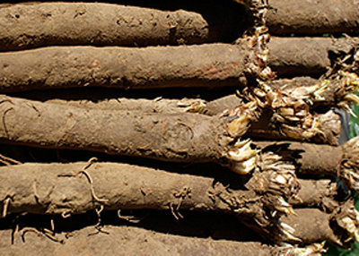Produktfoto zu Schwarzwurzeln