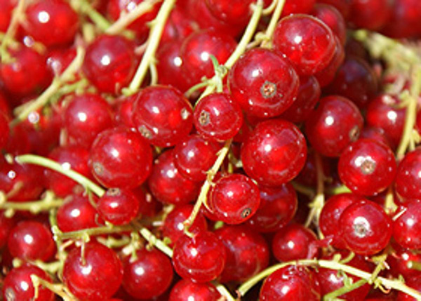 Produktfoto zu Johannisbeeren rot 250g