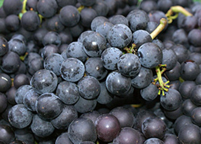 Produktfoto zu Trauben blau_rot kernlos