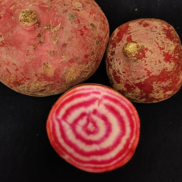 Produktfoto zu Rote Bete, 'Tondo di Chioggia'