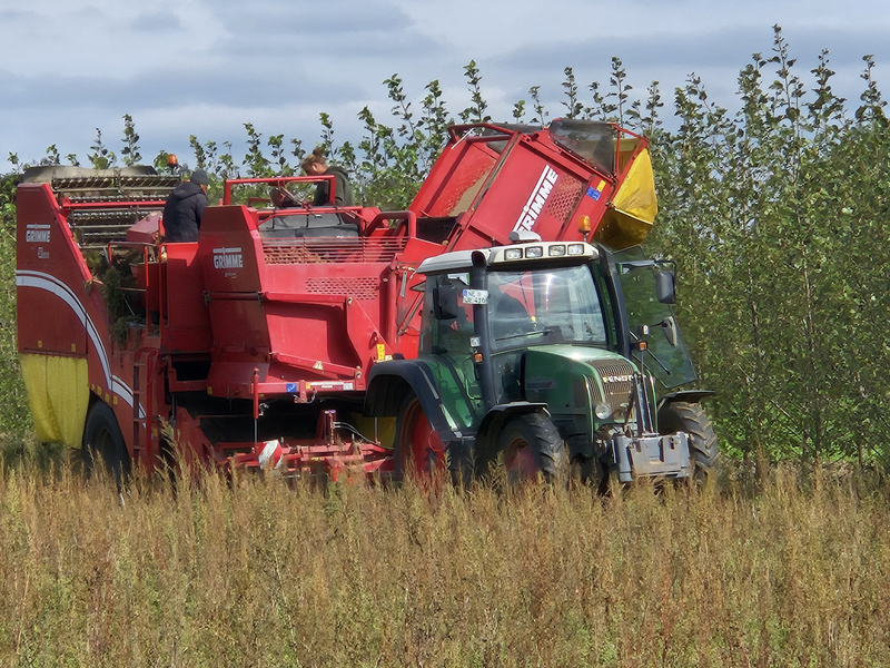 Rodung der letzten Kartoffeln auf dem Lammertzhof