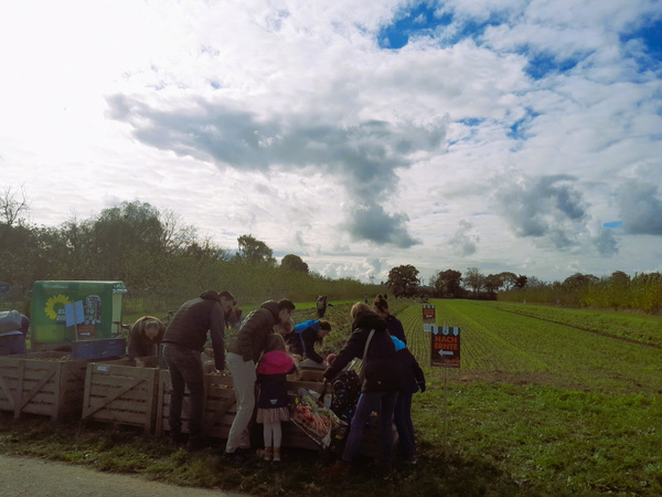 KI generiert: Gruppe von Menschen erntet Gemüse auf einem Feld, Schilder im Vordergrund: "Nach Ernte".