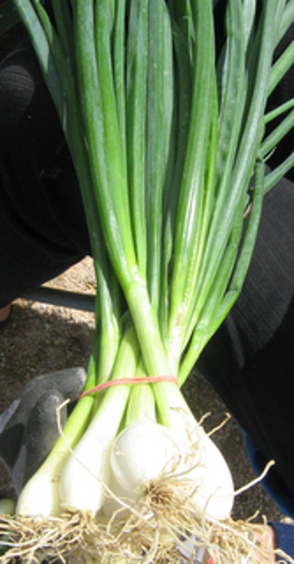 Produktfoto zu Bundzwiebeln