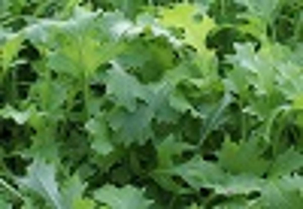 Produktfoto zu Rübstiel_Stielmus