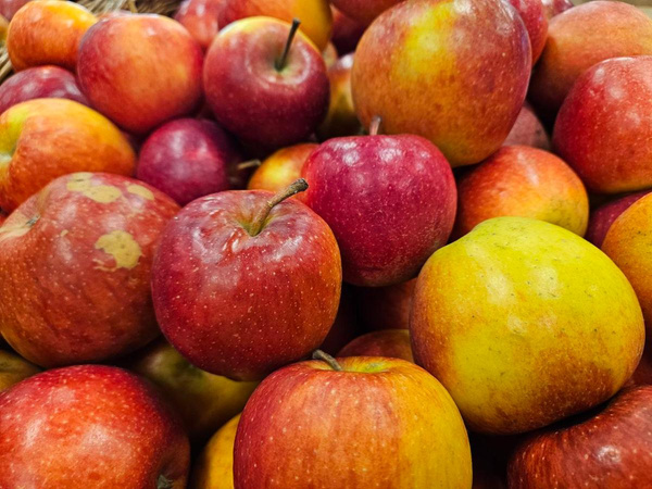 Produktfoto zu Apfel Natyra, neue Sorte für Bio, Elise X schorfresistente Selektion