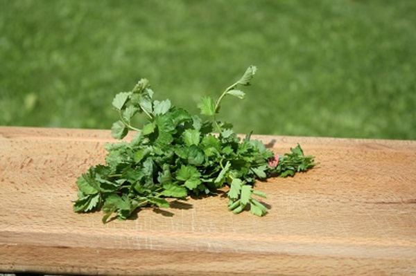 Produktfoto zu Pimpinelle eigen