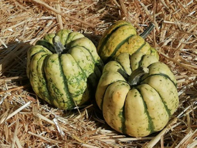 Produktfoto zu Kürbis Sweet Dumpling (kg), ca. 0,3-0,8 kg, auch Mandelkürbis genannt