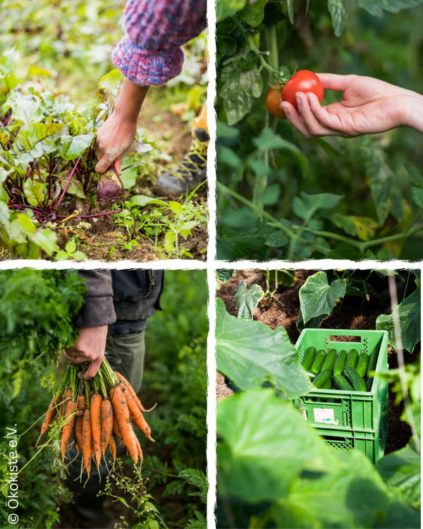 KI generiert: Ernte von frischem Gemüse: Rote Bete, Tomaten, Karotten und Gurken im Feld. Text: © Ökokiste e.V.