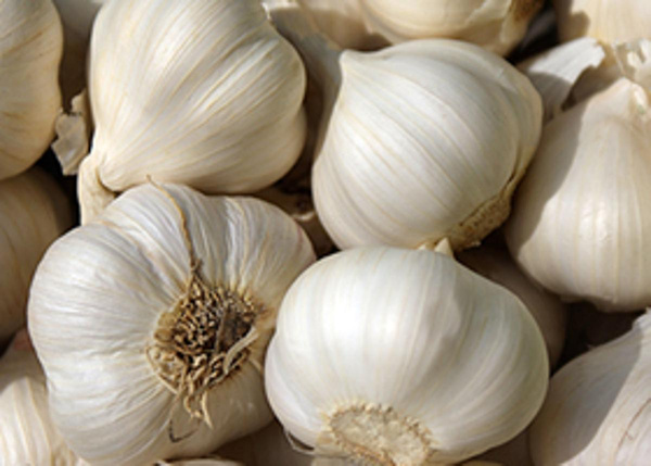 Produktfoto zu Knoblauch frisch