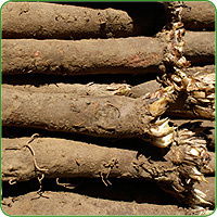 KI generiert: Das Bild zeigt eine Nahaufnahme von frischen Grünkohlblättern. Die krausen, grünen Blätter sind dicht beieinander angeordnet.