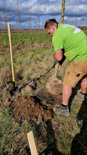 KI generiert: Eine Person pflanzt einen Baum im Freien, neben einer Schaufel.