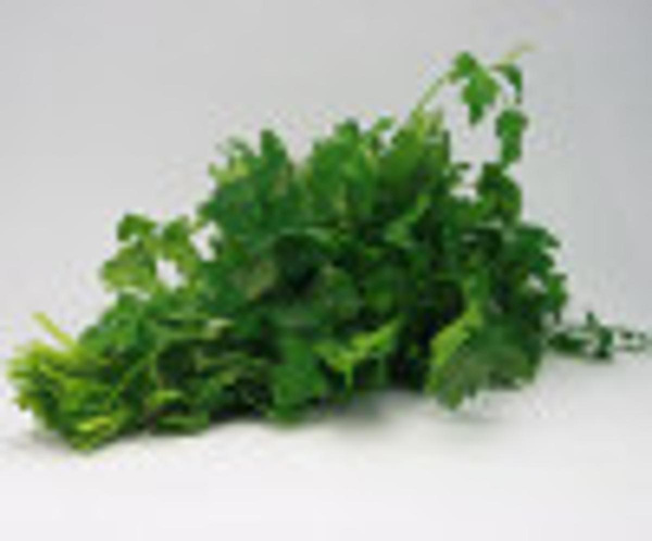 Produktfoto zu Petersilie glatt