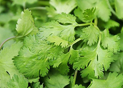 Produktfoto zu Koriander