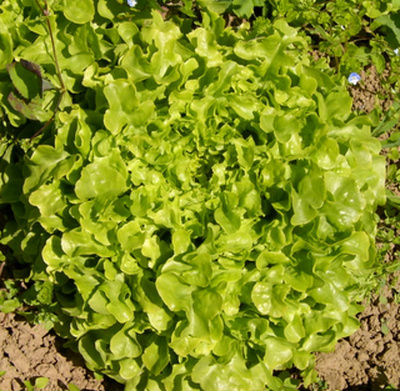 Produktfoto zu Eichblattsalat grün eigen