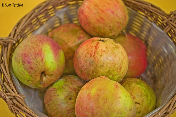 Korb voller Äpfel der Sorte rheinischer Krummstil. © Sven Teschke