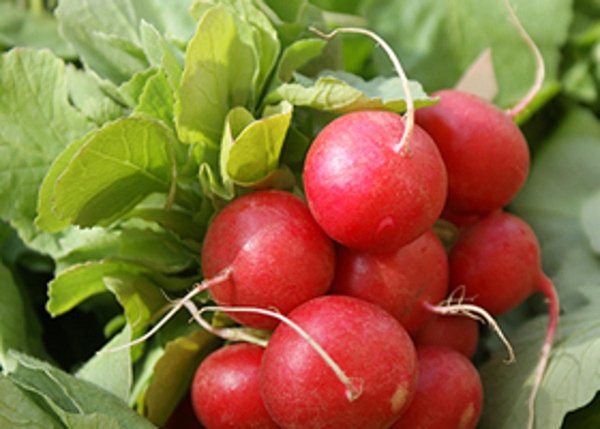 Produktfoto zu Radieschen eigen