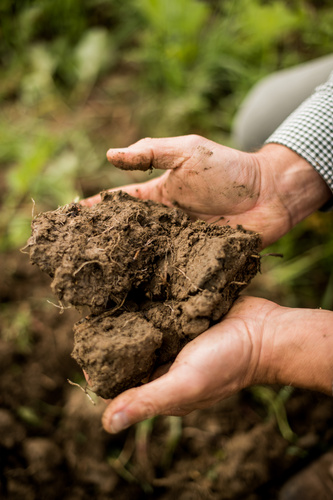 biolandlammertzhof_Oekolandbau_boden