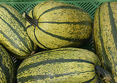Produktfoto zu Kürbis Spaghettikürbis
