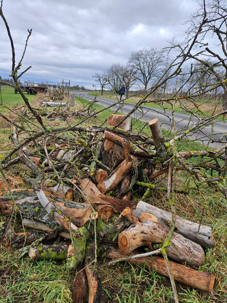 Totholzhaufen als Rückzugsort für Vögel, Igeln uvm.