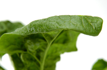 KI generiert: Das Bild zeigt eine Nahaufnahme von frischen Grünkohlblättern. Die krausen, grünen Blätter sind dicht beieinander angeordnet.