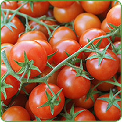 Produktfoto zu Tomaten Amoroso eigen, (Cocktail-Typ), evtl. andere Sorten als Ersatz
