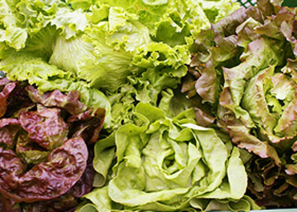 Produktfoto zu Blattsalat eigen= verschiedene Sorten