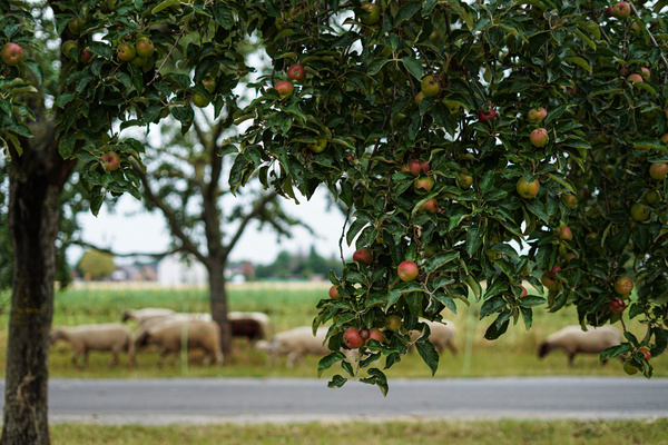 KI generiert: Ein Apfelbaum mit reifen Früchten, im Hintergrund weidende Schafe.