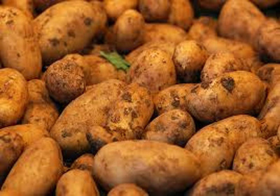 Produktfoto zu Frühkartoffeln Annabelle 1,5 k