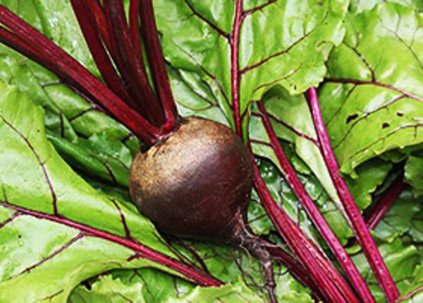 Produktfoto zu Rote Bete Bund