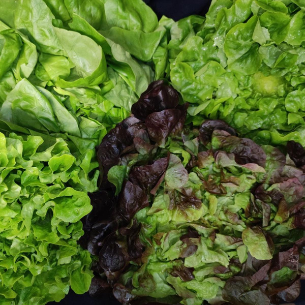 Produktfoto zu Blattsalat eigen gewogen