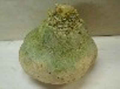 Produktfoto zu Steckrübe (kg)