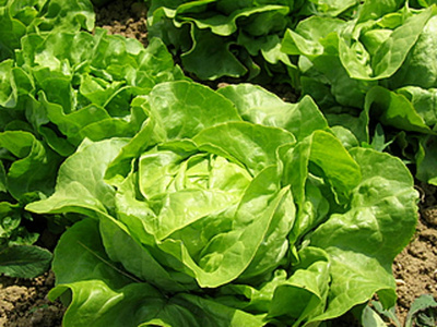 Produktfoto zu Kopfsalat rot eigen