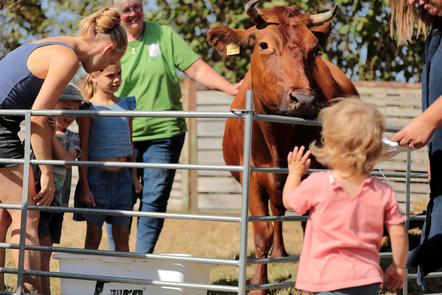 KI generiert: Eine Kuh steht in einem Gehege, umgeben von Menschen, darunter Kinder, die sie betrachten.