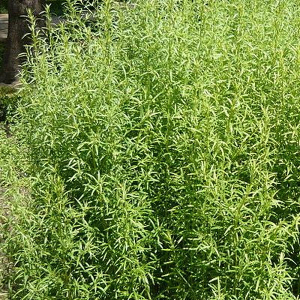 Produktfoto zu Estragon eigen