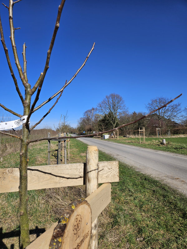KI generiert: Junger Baum am Straßenrand, geschützt von Holzpfählen, im Hintergrund eine ruhige Landstraße. Text: "Westmünster".