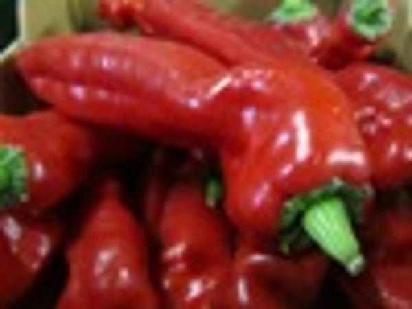 Produktfoto zu Paprika Spitzpaprika rot