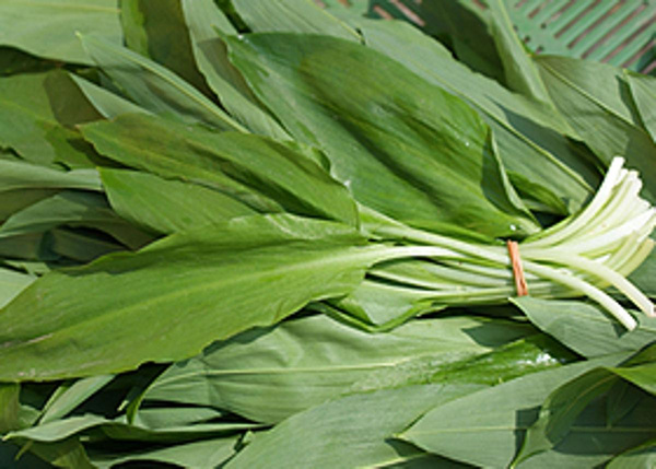 Produktfoto zu Bärlauch lose