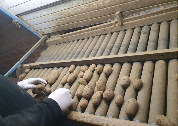 Kartoffel-Sortiermaschine, Mitarbeiter