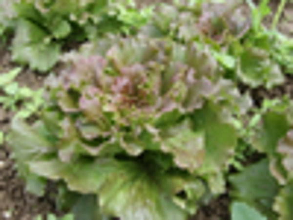 Produktfoto zu Batavia rot_grün