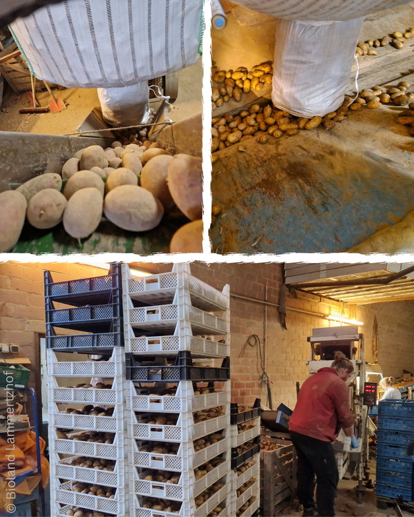 Kartoffeln, Sortiermaschine, Kisten mit Kartoffeln, Mitarbeiter