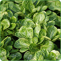 KI generiert: Das Bild zeigt eine Nahaufnahme von frischen Grünkohlblättern. Die krausen, grünen Blätter sind dicht beieinander angeordnet.