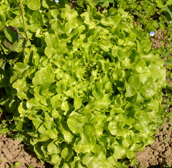 Produktfoto zu Eichblattsalat grün eigen