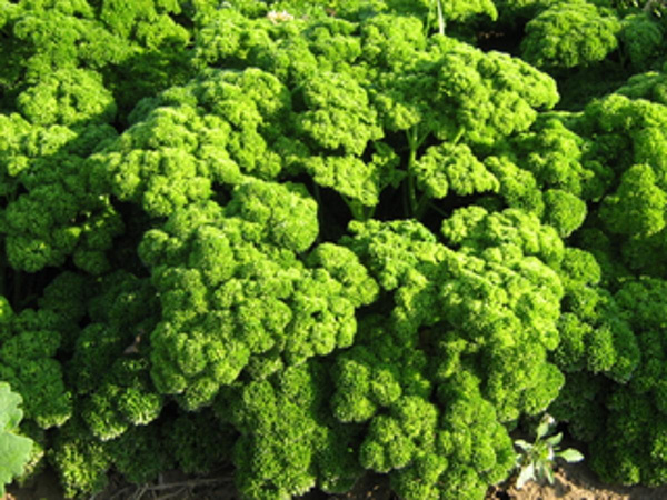 Produktfoto zu Flower Sprouts