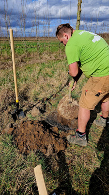KI generiert: Ein Mann pflanzt einen Baum in einem Feld, mit einer Schaufel daneben.